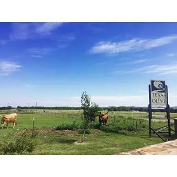 Sola Stella Extra Virgin Olive Oil - Cold Pressed Gourmet EVOO Olive Oil - Uniquely Smooth & Buttery - Perfect for Cooking Baking & Finishing - Award Winning & Made in Texas (16.9 oz, 2 Pack)