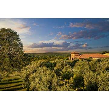 Sola Stella Extra Virgin Olive Oil - Cold Pressed Gourmet EVOO Olive Oil - Uniquely Smooth & Buttery - Perfect for Cooking Baking & Finishing - Award Winning & Made in Texas (16.9 oz, 2 Pack)