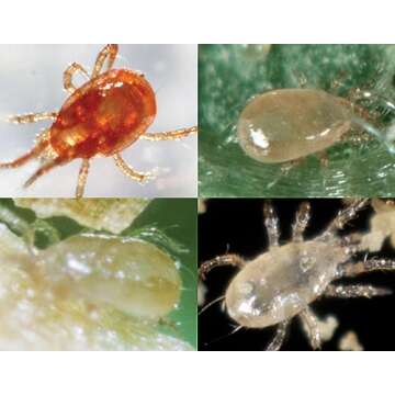 2,000 Live Adult Predatory Mites - A Mix of Predatory Mite Speciesl - Ships Next Business Day!l