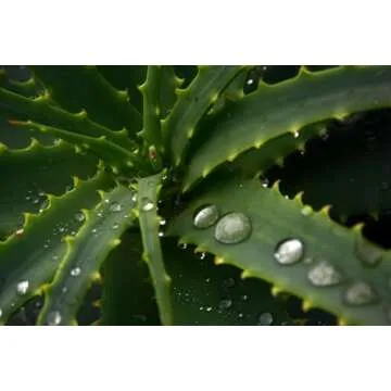 BioMiracle Aloe Vera Soothing Mist - Deep Hydration 3.9 FL Oz
