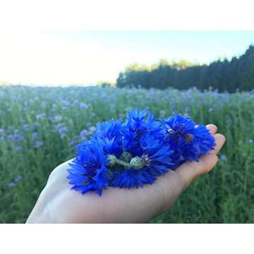 Pure Blue Cornflower Petals - 100% Natural Centaurea cyanus - Dried, Grown in Germany Herbal Cornflower Flowers for Cupcakes, Lattes, Tea Blends, Bath Products, Gifts, Crafts