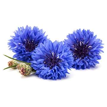 Pure Blue Cornflower Petals - 100% Natural Centaurea cyanus - Dried, Grown in Germany Herbal Cornflower Flowers for Cupcakes, Lattes, Tea Blends, Bath Products, Gifts, Crafts