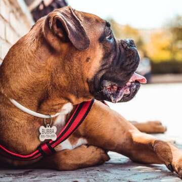 Providence Engraving Custom Engraved Stainless Steel Pet ID Tags - Personalized Identification for C...