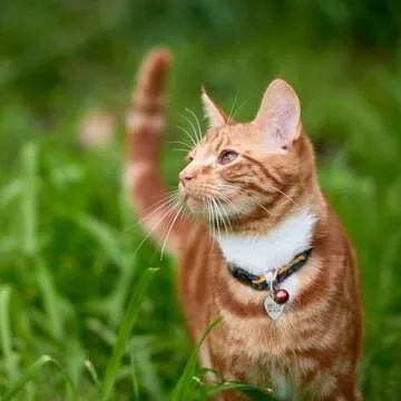 Custom Engraved Stainless Steel Pet ID Tags for Pets