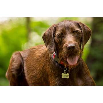 Custom Engraved Stainless Steel Pet ID Tags for Pets