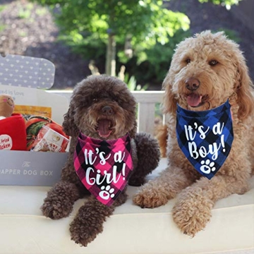 STMK Pregnancy Announcement Plaid Dog Bandana Set