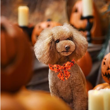 Stylish Lionet Paws Halloween Dog Collar with Bow for Large Dogs