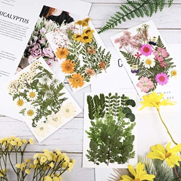 Nuanchu Pressed Flowers for Crafts - Vibrant & Natural