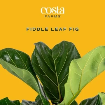 Costa Farms Fiddle Leaf Fig Tree, 3-4 Feet Tall Houseplant Gift