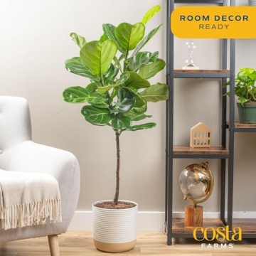 Costa Farms Fiddle Leaf Fig Tree, 3-4 Feet Tall Houseplant Gift