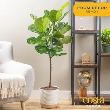 Costa Farms Fiddle Leaf Fig Tree, 3-4 Feet Tall Houseplant Gift