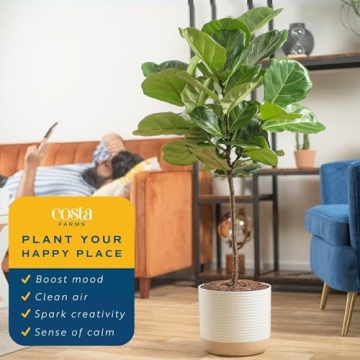 Costa Farms Fiddle Leaf Fig Tree, 3-4 Feet Tall Houseplant Gift