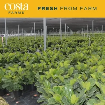 Costa Farms Fiddle Leaf Fig Tree, 3-4 Feet Tall Houseplant Gift