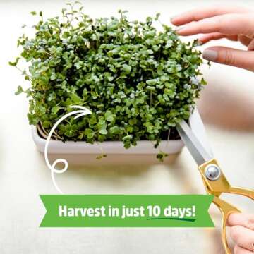 Back to the Roots Organic Microgreens Grow Kit with Ceramic Planter, Expandable Soil, Organic Seeds, and Germination Lid