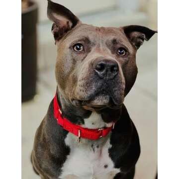 Country Brook Petz Martingale Dog Collar - Heavy-Duty Training Collar with No Buckle - Service Dog Collar for All Pups - Vibrant, Colorful Collection (Red, 1 Inch, Medium)