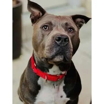 Country Brook Petz Martingale Dog Collar - Heavy-Duty Training Collar with No Buckle - Service Dog Collar for All Pups - Vibrant, Colorful Collection (Red, 1 Inch, Medium)