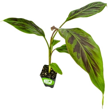 Zebrina Rojo Banana Tree Live Plant - Musa acuminata - Wellspring Gardens Starter Plant - Easy to Gr...