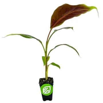 Zebrina Rojo Banana Tree - Vibrant Live Plant for Garden