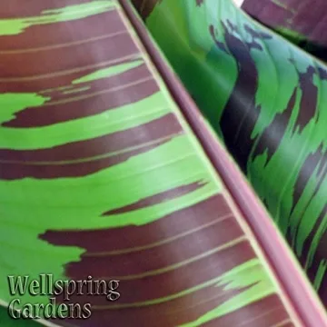 Zebrina Rojo Banana Tree - Vibrant Live Plant for Garden