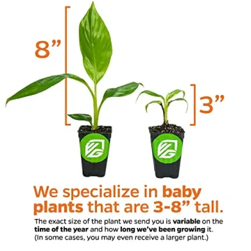 Zebrina Rojo Banana Tree - Vibrant Live Plant for Garden