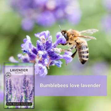 Sow Right Seeds - English Lavender Seeds for Planting - Non-GMO Heirloom Packet with Instructions to Grow Beautiful Indoor or Outdoor Herb Garden - Attract Pollinators - Perennial Purple Blooms (1)