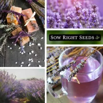 Sow Right Seeds - English Lavender Seeds for Planting - Non-GMO Heirloom Packet with Instructions to Grow Beautiful Indoor or Outdoor Herb Garden - Attract Pollinators - Perennial Purple Blooms (1)