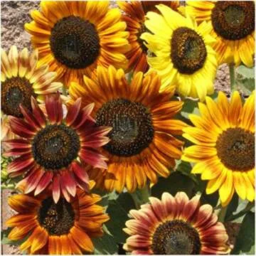 Crazy Sunflower Seed Variety Collection by Seed Needs