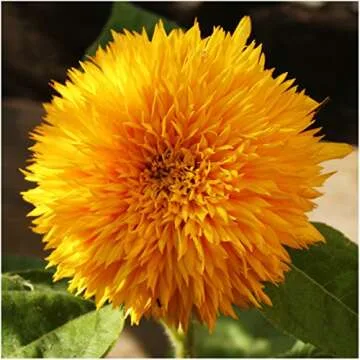 Crazy Sunflower Seed Variety Collection by Seed Needs