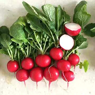 Cherry Belle Radish Seeds - 500+ Non-GMO Heirloom, Fast Growing, Round, Red, Crisp Radishes - Great ...
