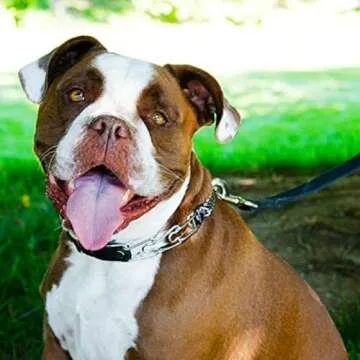 Herm Sprenger Quick Release Dog Training Collar for Small Dogs