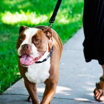 Herm Sprenger Quick Release Dog Training Collar for Small Dogs