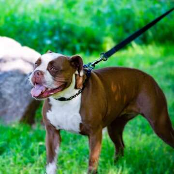 Herm Sprenger Quick Release Dog Training Collar for Small Dogs