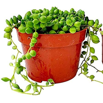 String of Pearls Succulents Plants Live, Succulent Plants Fully Rooted, Rare House Plant for Home Of...