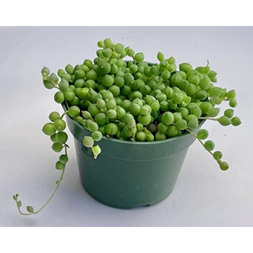 String of Pearls Live Plant for Unique Home and Office Decoration