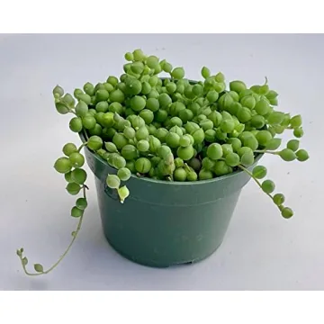 String of Pearls Live Plant for Unique Home and Office Decoration