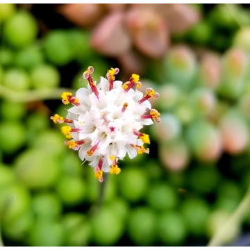 String of Pearls Live Plant for Unique Home and Office Decoration