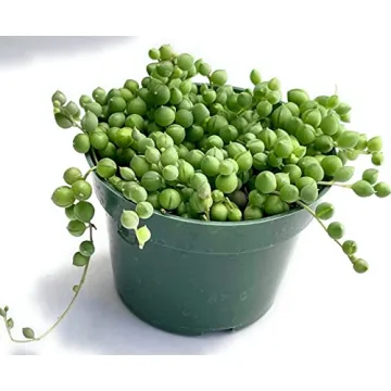 String of Pearls Live Plant for Unique Home and Office Decoration