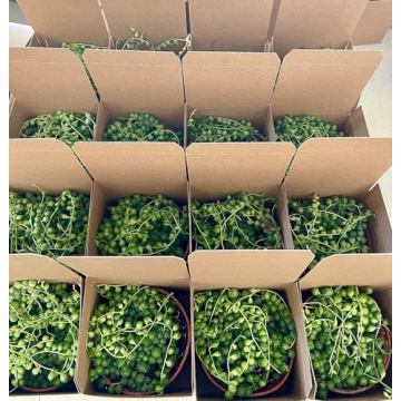 String of Pearls Live Plant for Unique Home and Office Decoration