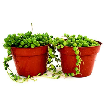 String of Pearls Live Plant for Unique Home and Office Decoration