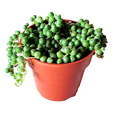 String of Pearls Live Plant for Unique Home and Office Decoration