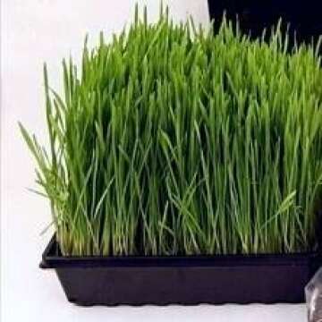 5" by 5" by 2" Deep Garden Trays w/Drain Holes - 10 Pack - Greenhouse/Gardening Plant Grow Flats Pro...