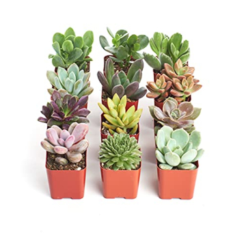 Shop Succulents Unique Succulent Plant Pack Collection - Live Mini Succulent Plants, Low Maintenance...