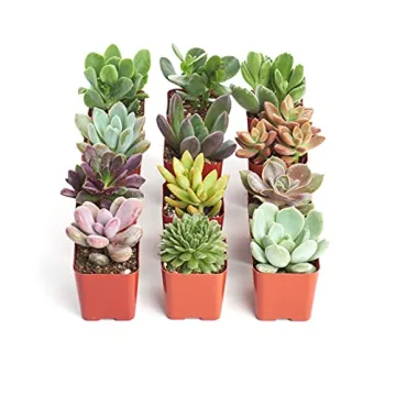 Shop Succulents Unique Succulent Plant Pack Collection - Live Mini Succulent Plants, Low Maintenance...