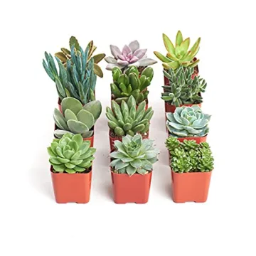 Succulent Plant Collection - Unique 12 Count Gifts for Everyone
