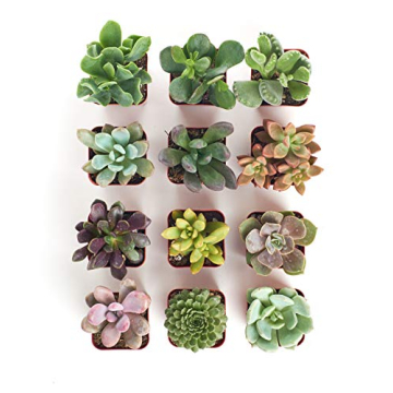 Succulent Plant Collection - Unique 12 Count Gifts for Everyone
