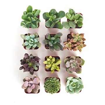 Succulent Plant Collection - Unique 12 Count Gifts for Everyone