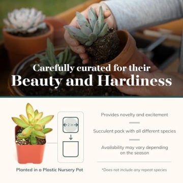 Succulent Plant Collection - Unique 12 Count Gifts for Everyone