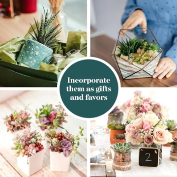 Succulent Plant Collection - Unique 12 Count Gifts for Everyone
