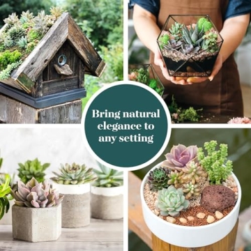 Succulent Plant Collection - Unique 12 Count Gifts for Everyone
