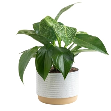 Costa Farms Philodendron Birkin Indoor Plant - 12-Inch Tropical Houseplant in Decor Pot
